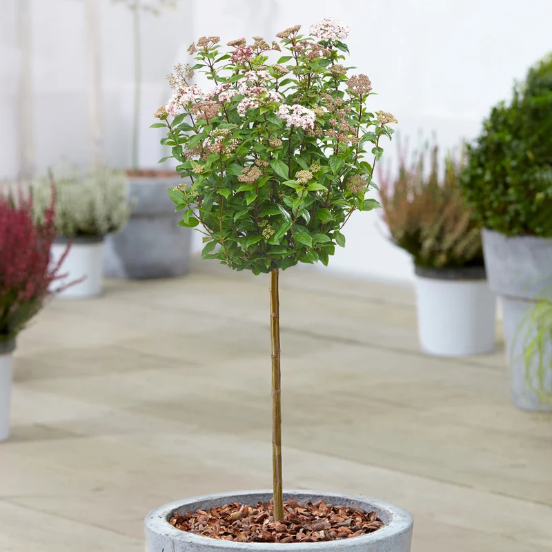 Viburnum tinus Terrassenbaum