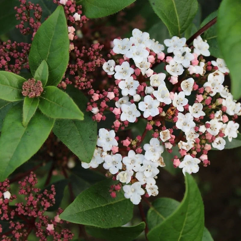 Viburnum tinus Terrassenbaum