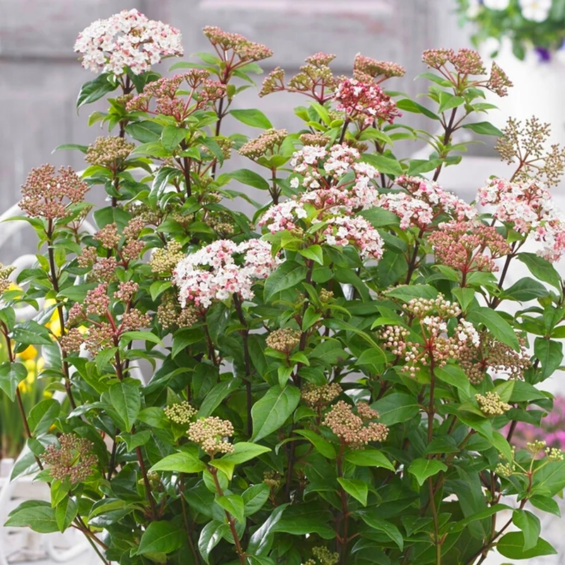 Viburnum tinus Terrassenbaum