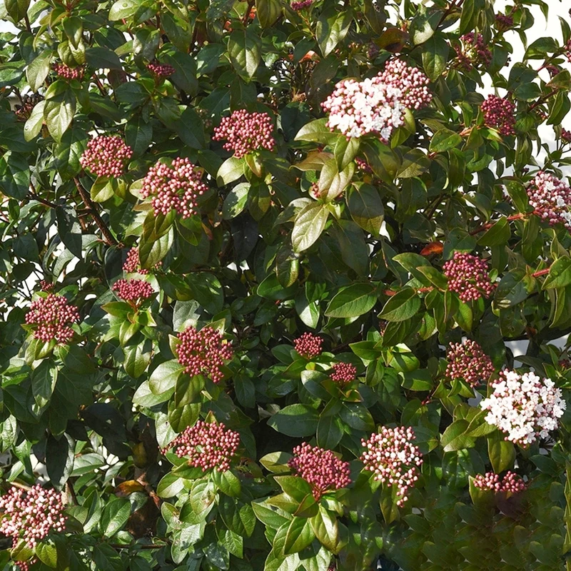 Viburnum tinus Terrassenbaum