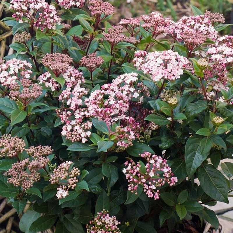 Viburnum tinus Terrassenbaum