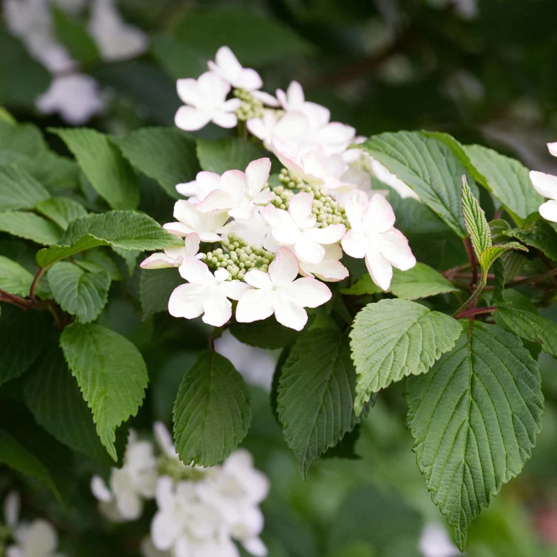 Viburnum 'Kilimandscharo'