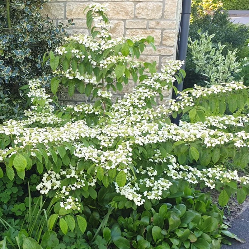 Viburnum 'Kilimandscharo'
