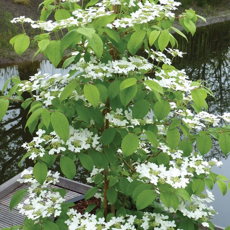Viburnum 'Kilimandscharo'