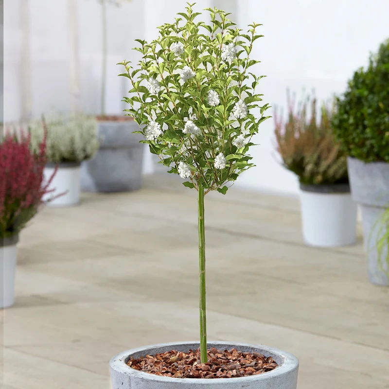 Syringa 'Weiß' Terrassenbaum