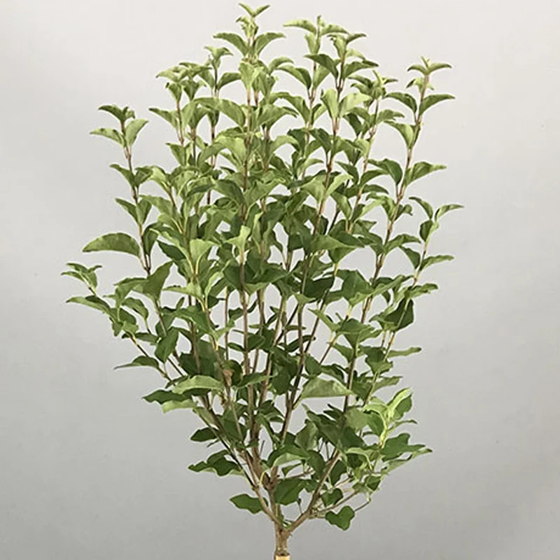 Syringa 'Weiß' Terrassenbaum