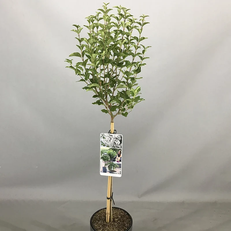 Syringa 'Weiß' Terrassenbaum