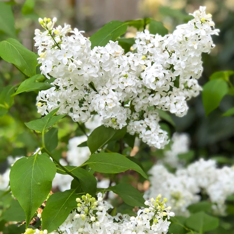 Syringa 'Weiß' Terrassenbaum