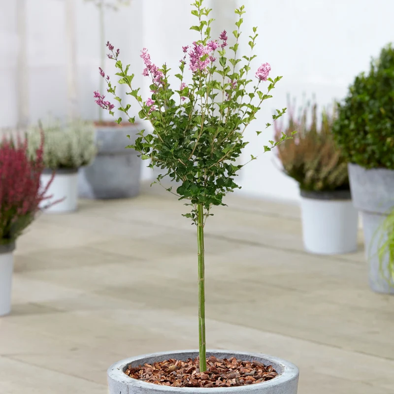 Syringa 'Palibin' Terrassenbaum