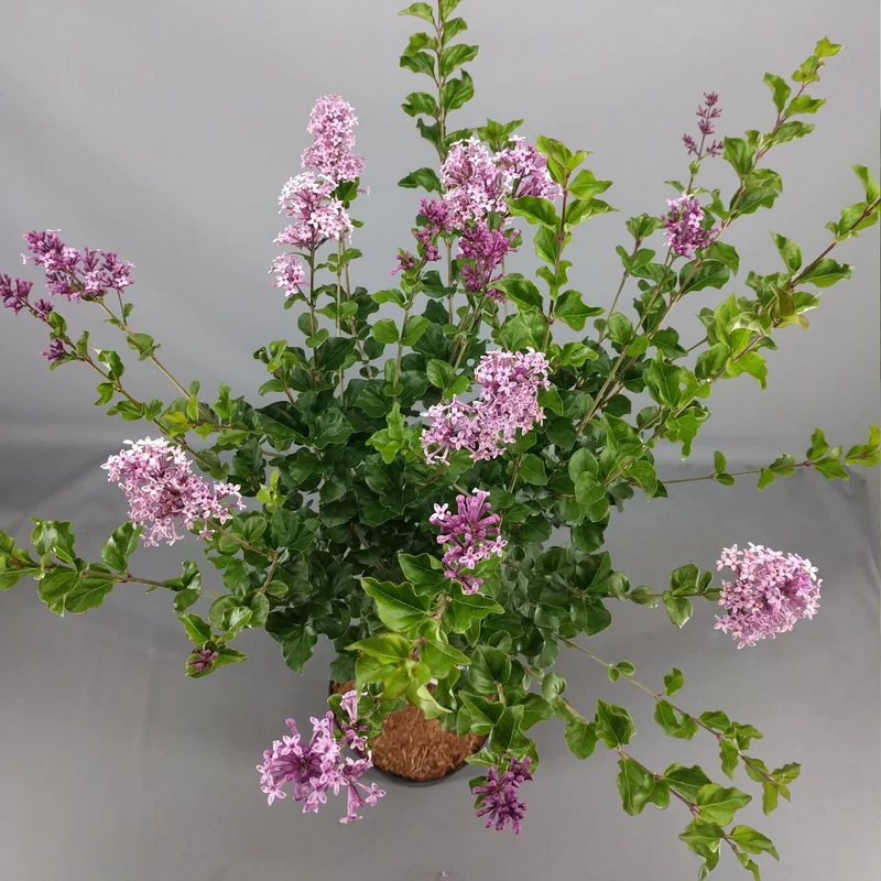 Syringa 'Palibin' Terrassenbaum
