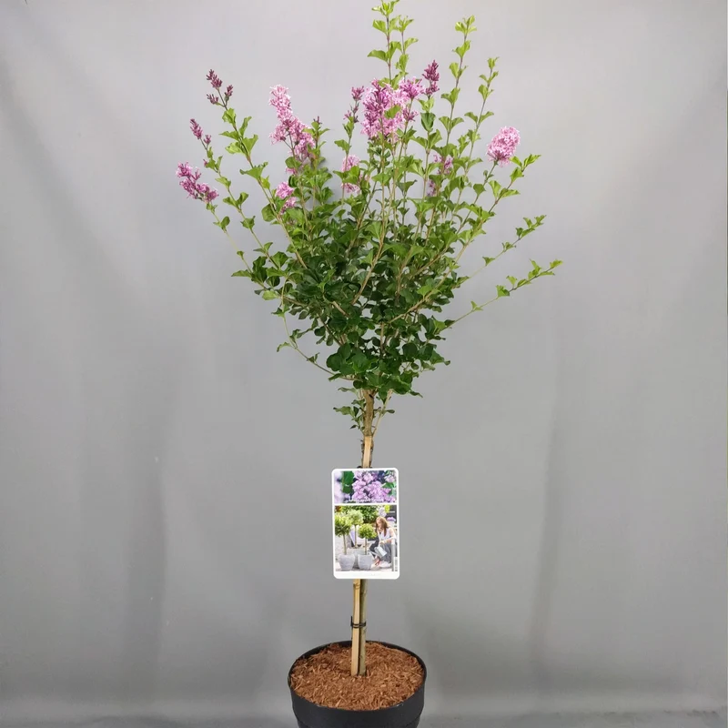 Syringa 'Palibin' Terrassenbaum