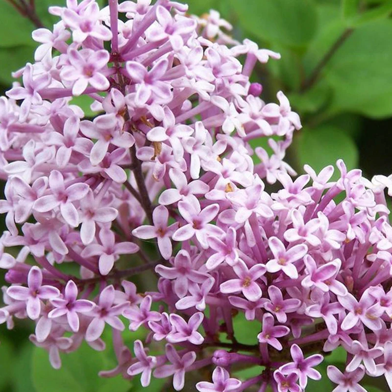 Syringa 'Palibin' Terrassenbaum