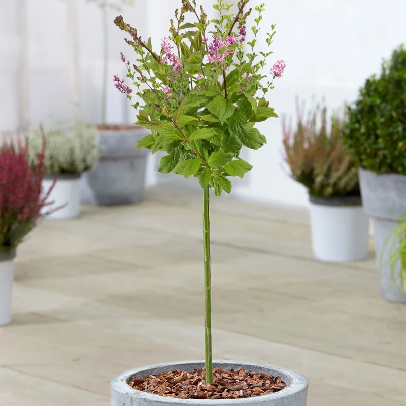 Syringa 'Minuet' Terrassenbaum