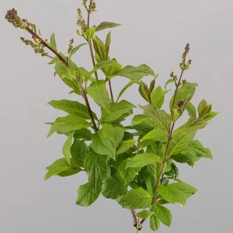 Syringa 'Minuet' Terrassenbaum