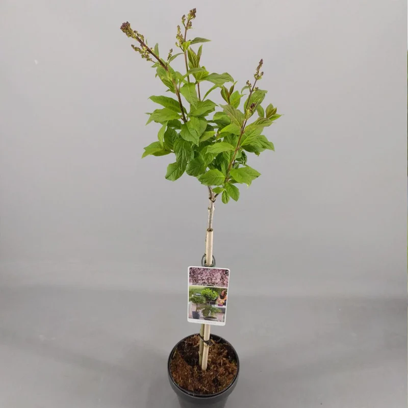 Syringa 'Minuet' Terrassenbaum