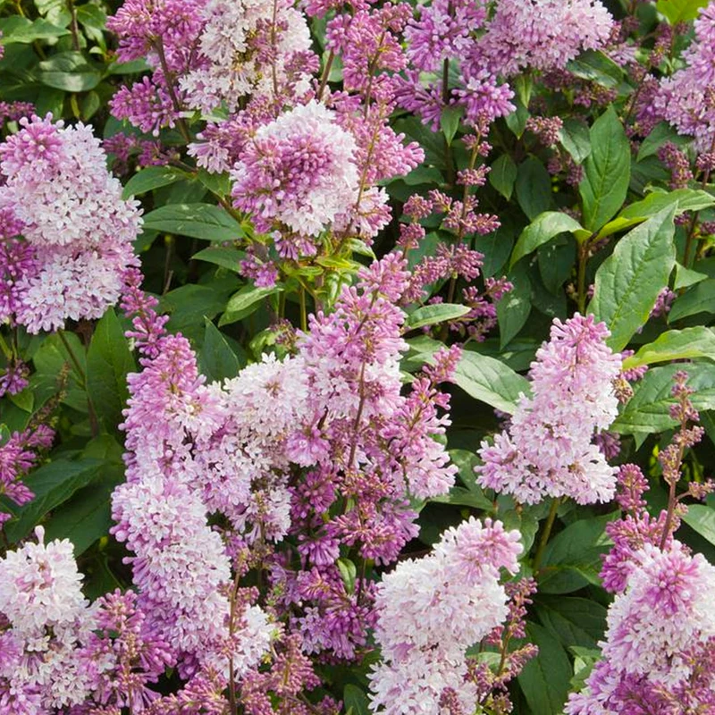 Syringa 'Minuet' Terrassenbaum