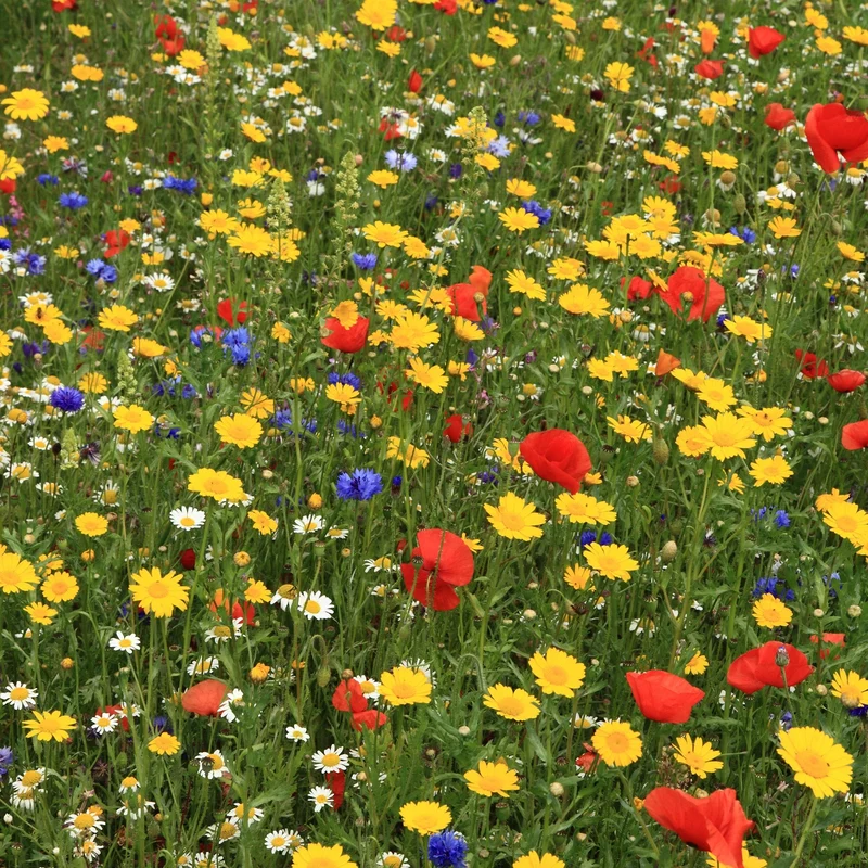 100% Wildblumensaatgut
