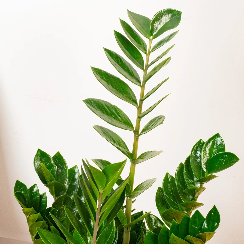 Zamioculcas zamiifolia