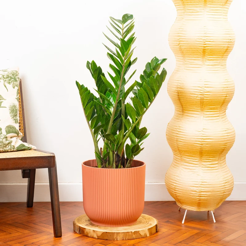 Zamioculcas zamiifolia