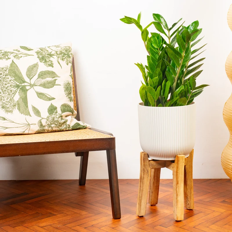Zamioculcas zamiifolia