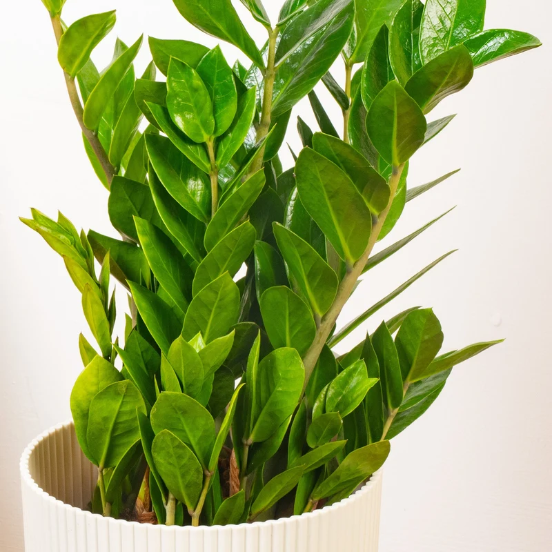 Zamioculcas zamiifolia