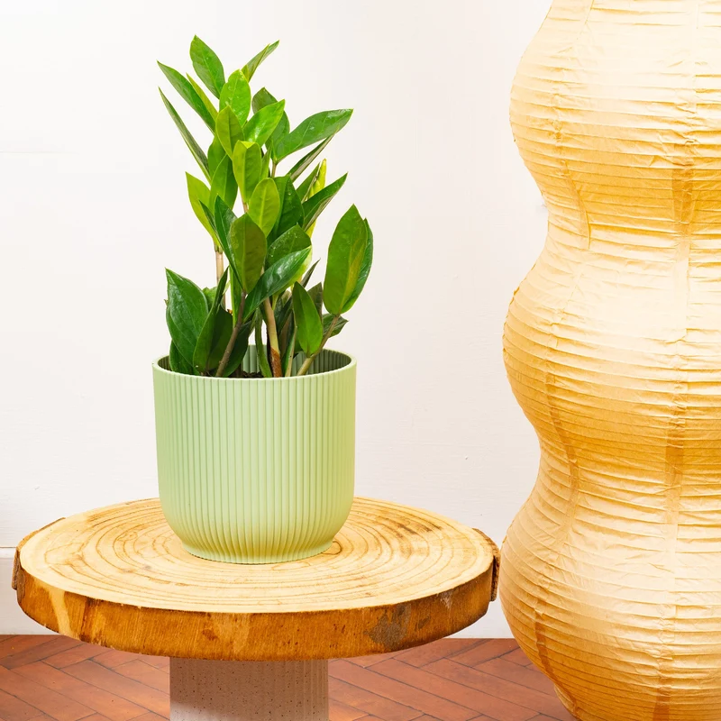 Zamioculcas zamiifolia