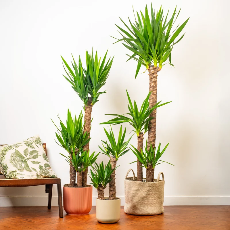 Yucca elephantipes