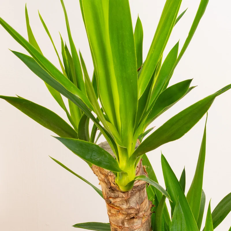Yucca elephantipes