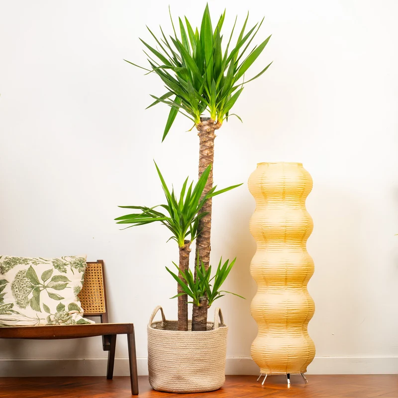 Yucca elephantipes