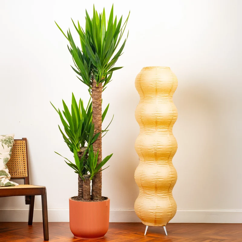 Yucca elephantipes