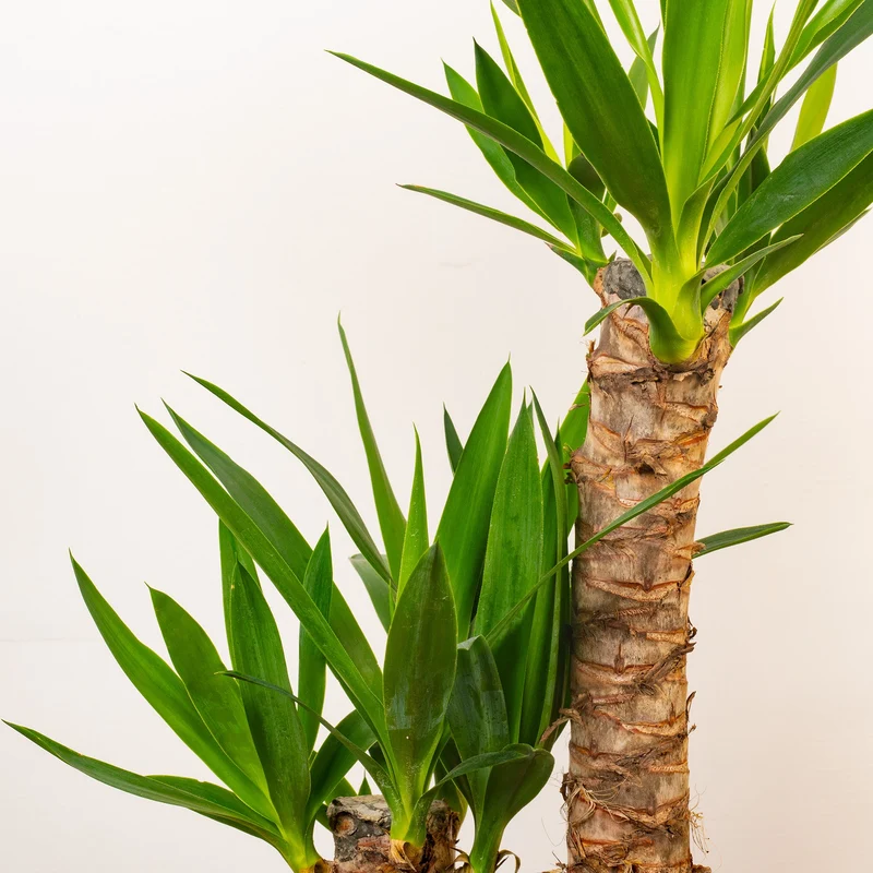Yucca elephantipes