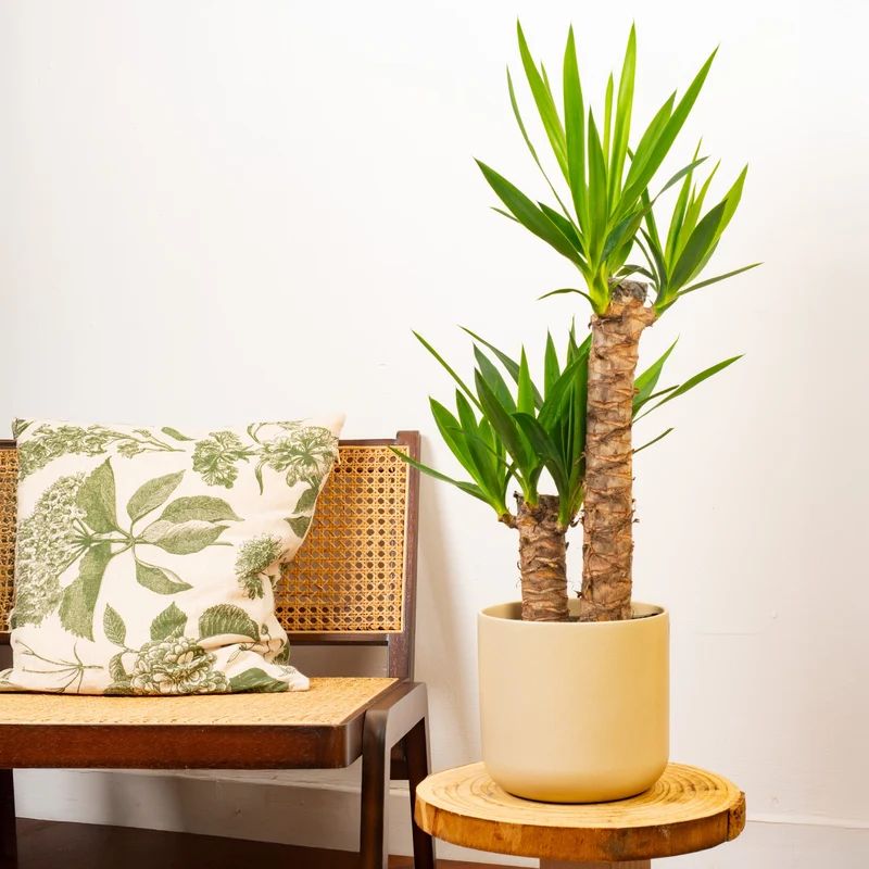 Yucca elephantipes