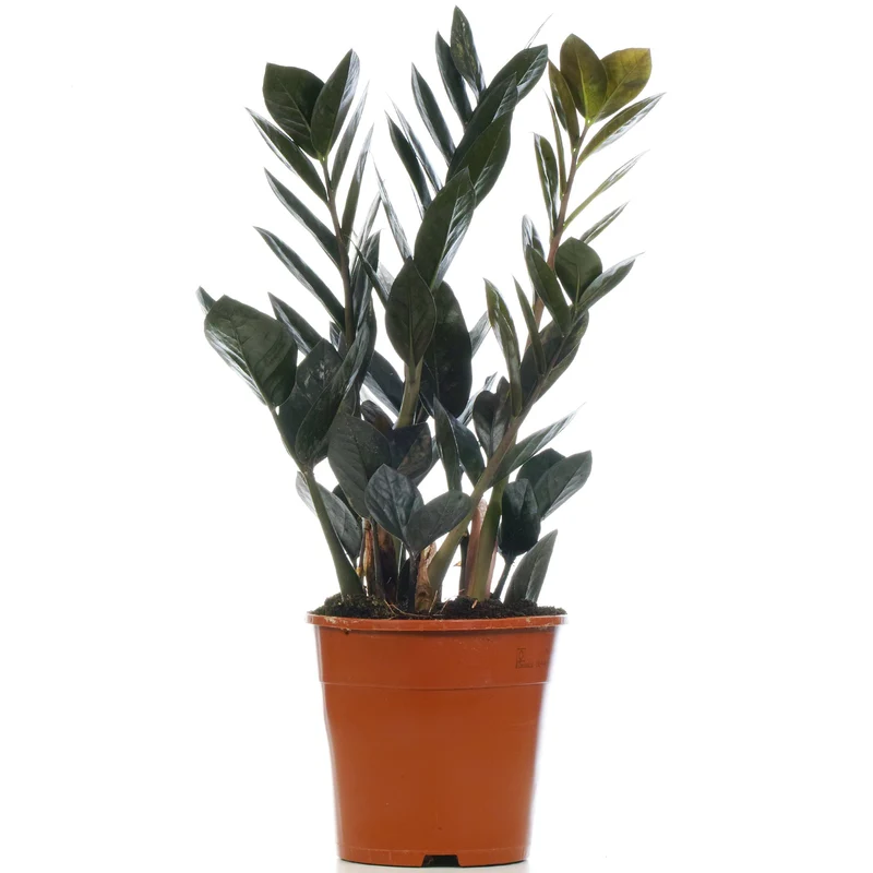 Zamioculcas 'Raven'