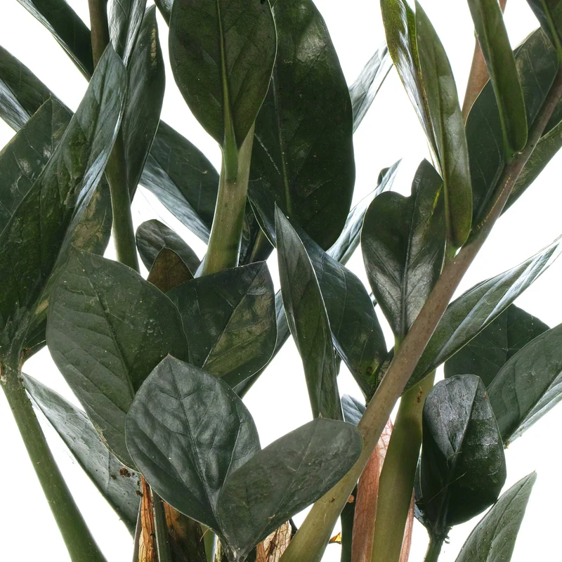 Zamioculcas 'Raven'