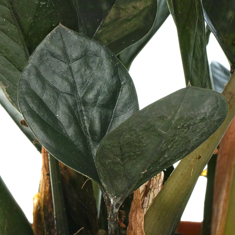 Zamioculcas 'Raven'
