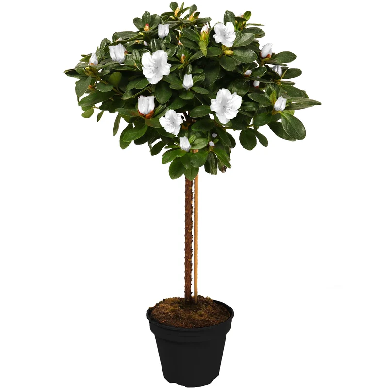 Weiße Azalee japonica Terrassenbaum