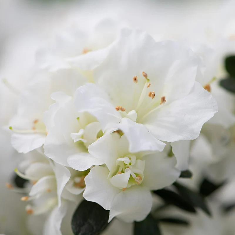 Weiße Azalee japonica Terrassenbaum