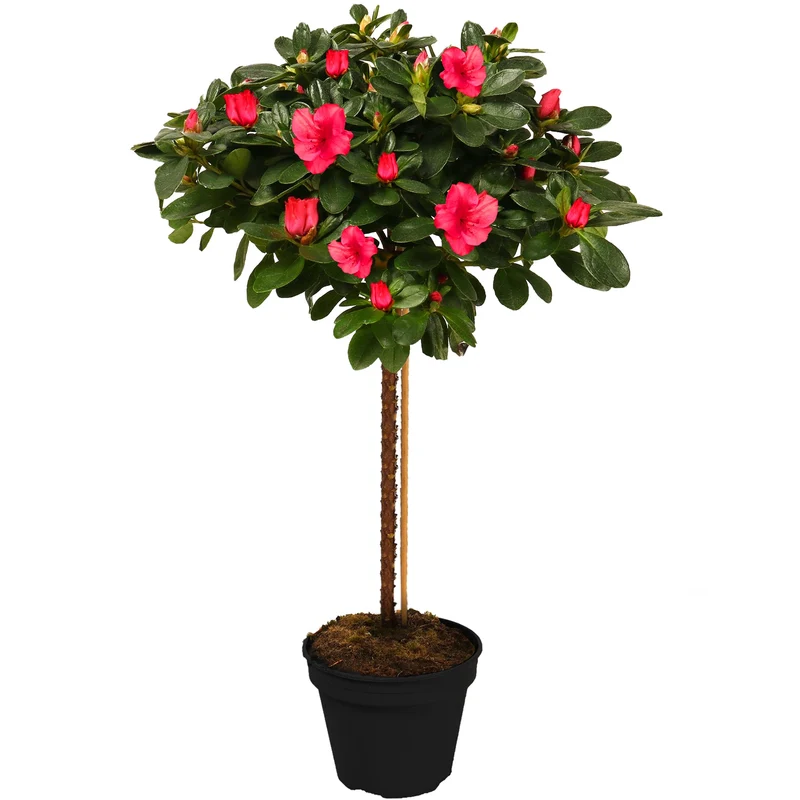 Rote Azalee japonica Terrassenbaum