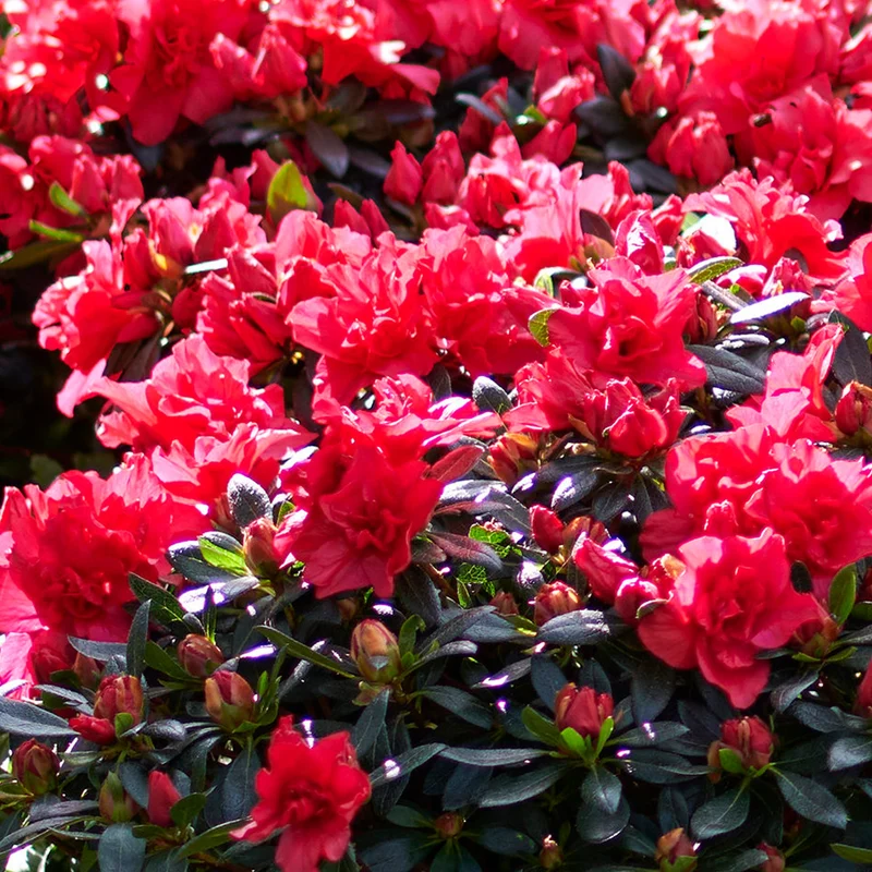 Rote Azalee japonica Terrassenbaum