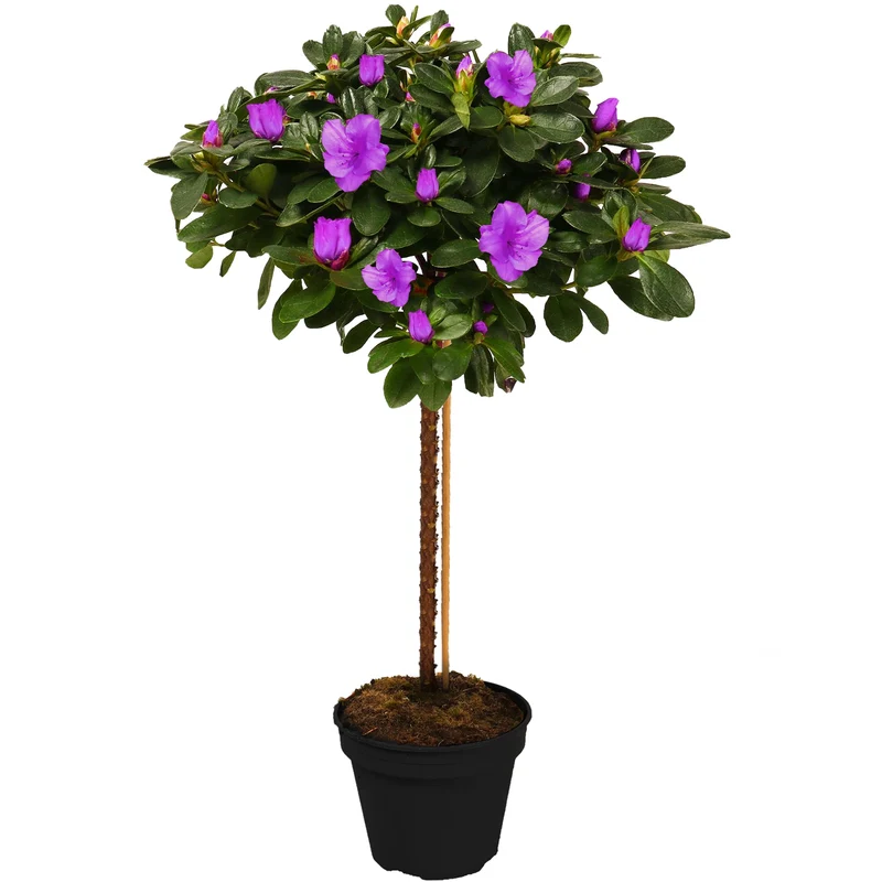Lila Azalea japonica Terrassenbaum