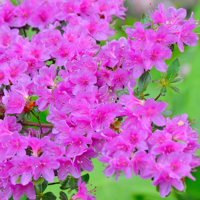 Lila Azalea japonica Terrassenbaum