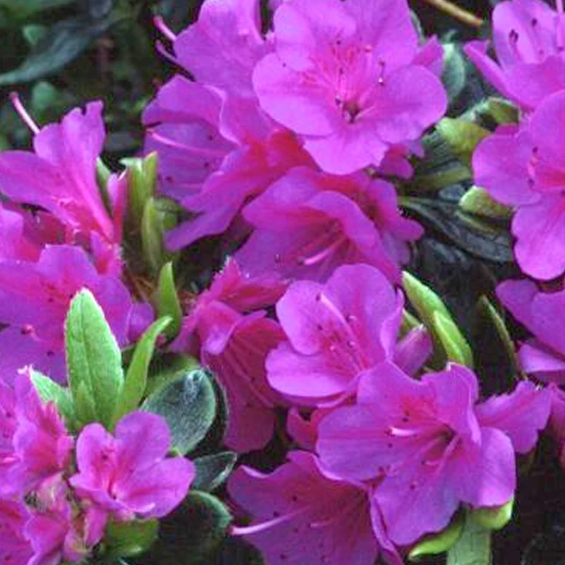 Lila Azalea japonica Terrassenbaum