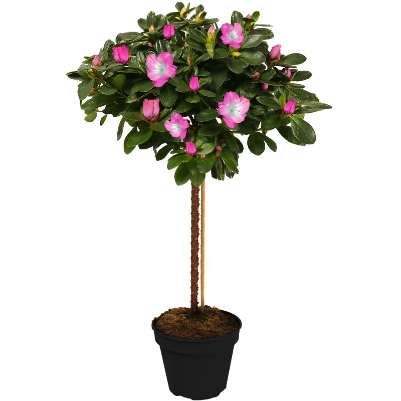 Zweifarbige Azalee japonica Terrassenbaum