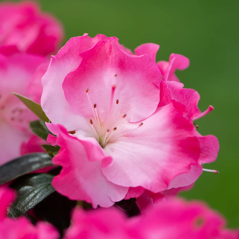 Zweifarbige Azalee japonica Terrassenbaum
