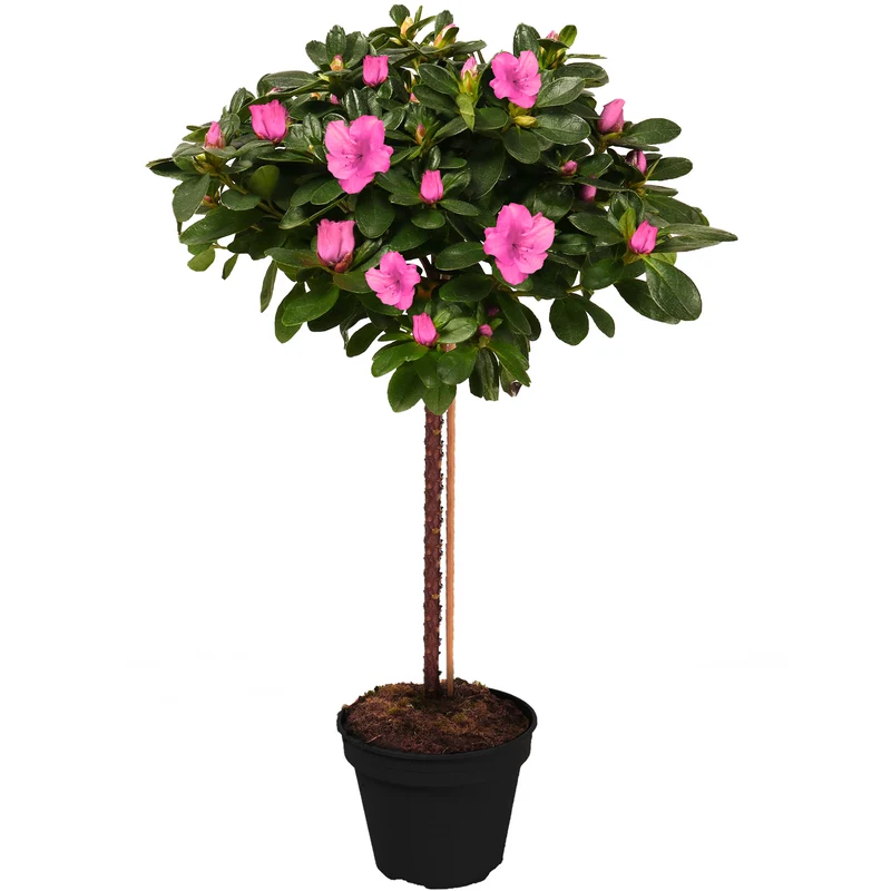 Rosa Azalea japonica Terrassenbaum