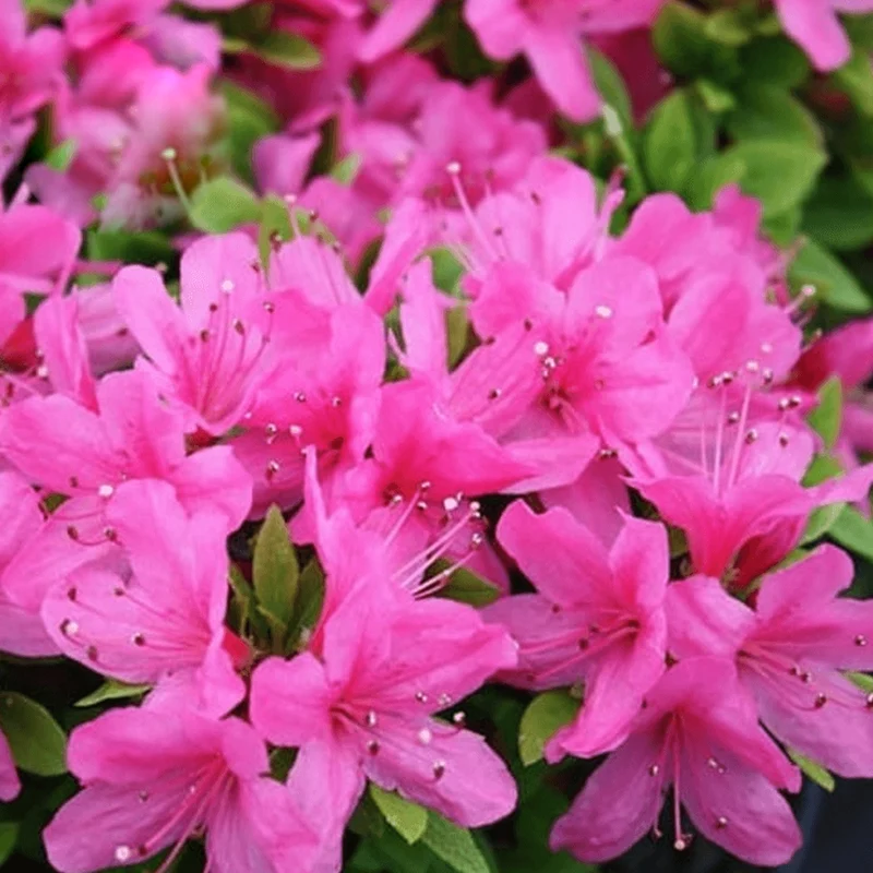 Rosa Azalea japonica Terrassenbaum