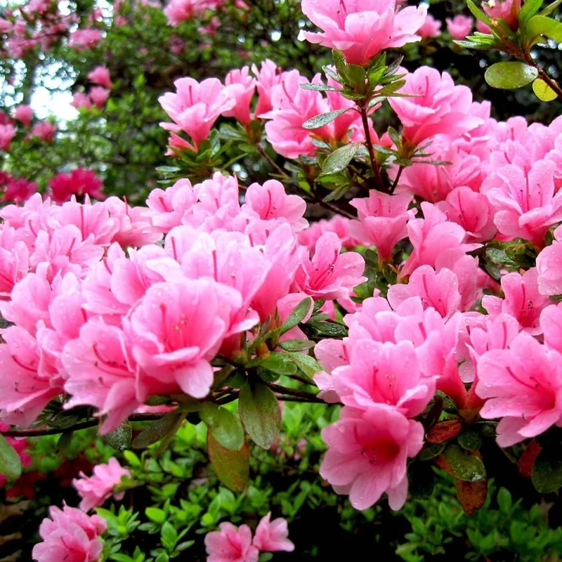 Rosa Azalea japonica Terrassenbaum