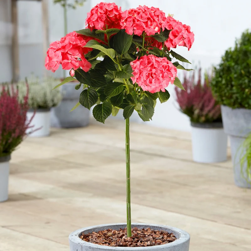 Rote Hortensie macrophylla Terrassenbaum