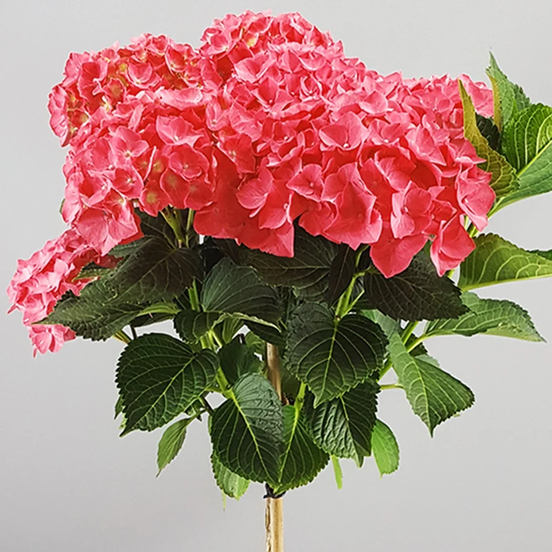 Rote Hortensie macrophylla Terrassenbaum