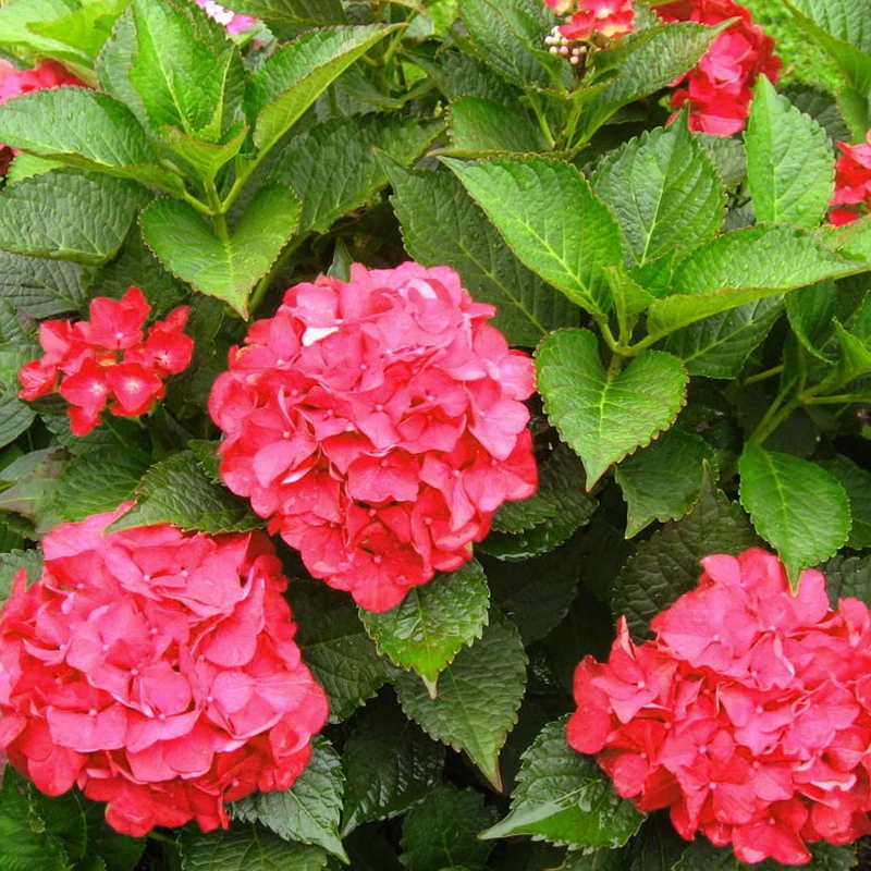 Rote Hortensie macrophylla Terrassenbaum